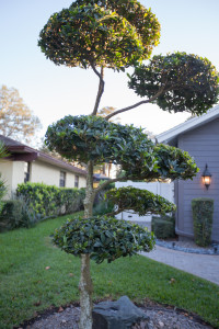 Tampa Landscaping | Blu Landcare